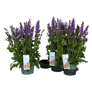 SALVIA FA MIDN MODEL