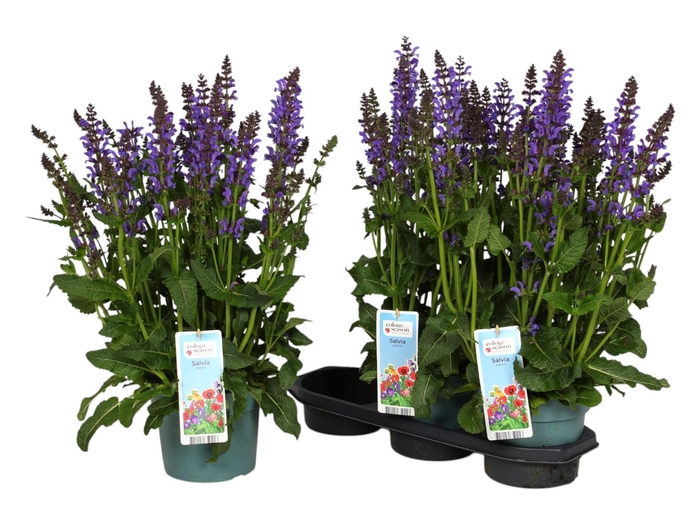 <h4>SALVIA FA MIDN MODEL</h4>