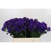 Limonium Navy Sun Birds
