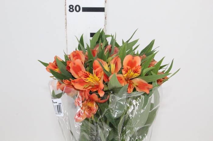 <h4>ALSTROEMERIA ORANGE QUEEN 080 CM</h4>