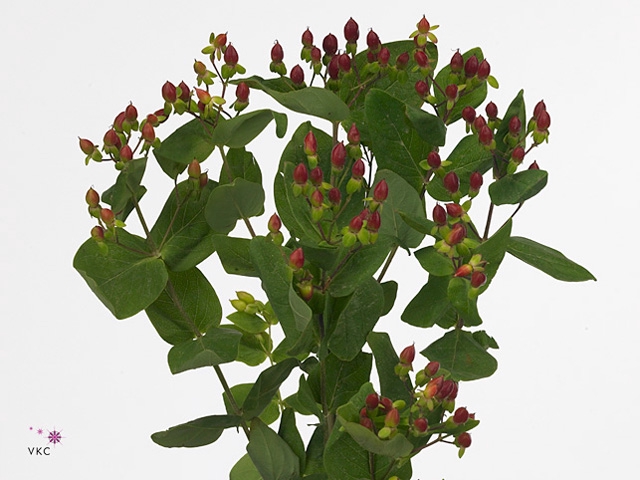 HYP CHERRY DRAMA