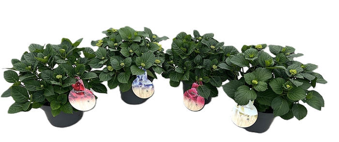 <h4>Hydrangea macr. Mixkar 10+</h4>