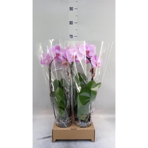 Phalaenopsis  'Elegant Cascade'