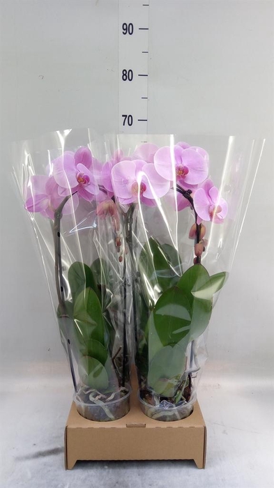 <h4>Phalaenopsis 'Elegant Cascade'</h4>