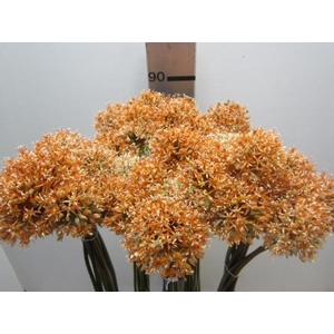 Allium Mount Zalm
