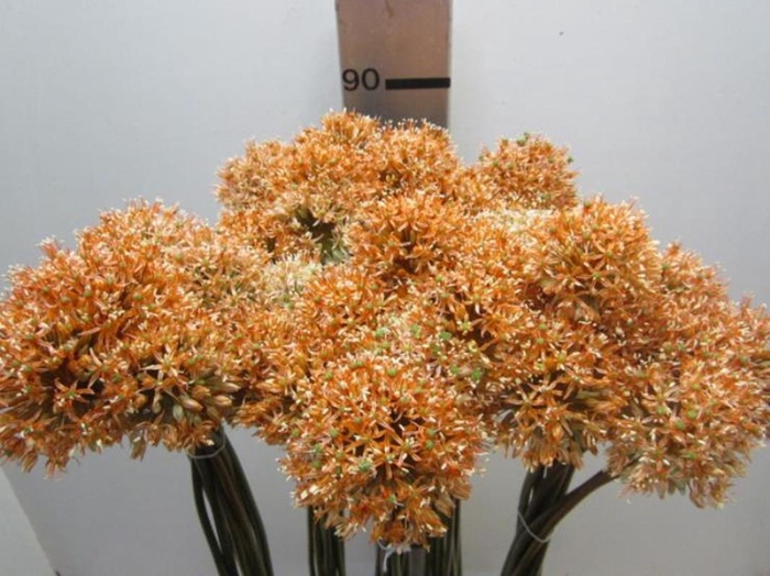 <h4>Allium Mount Oranje</h4>