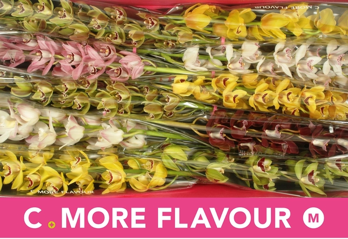 <h4>CYMB MI GEM</h4>