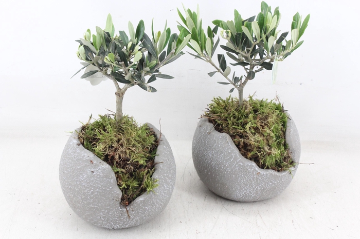 <h4>arr3 SN - Ker. bolpot grijs Olijf x6</h4>