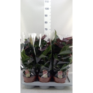 ANTHURIUM ANDR. 'MORENA' GTC PREMIU