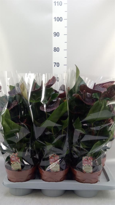 <h4>ANTHURIUM ANDR. 'MORENA' GTC PREMIU</h4>
