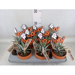 Haworthia fasciata 'Alba'