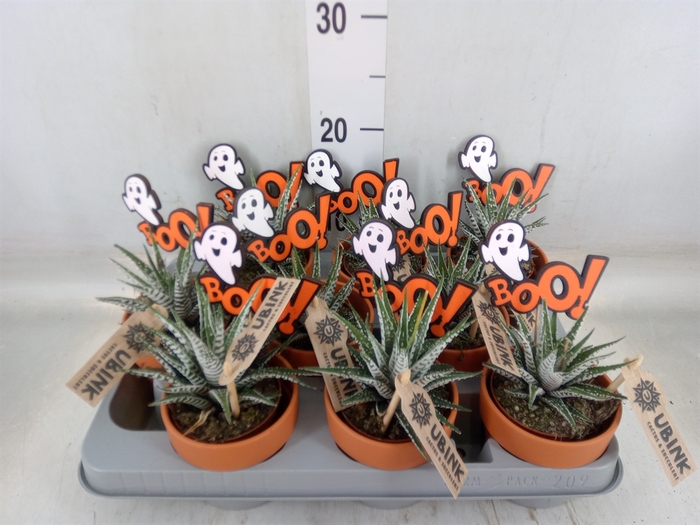 <h4>Haworthia fasciata 'Alba'</h4>