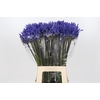 Agapanthus Dark Ocean