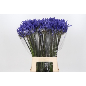 Agapanthus Dark Ocean