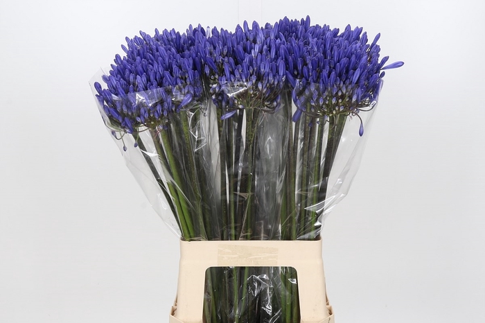 <h4>Agapanthus Dark Ocean</h4>