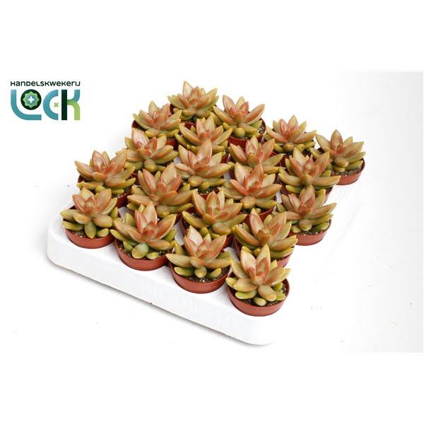 <h4>Sedum Adolphii</h4>