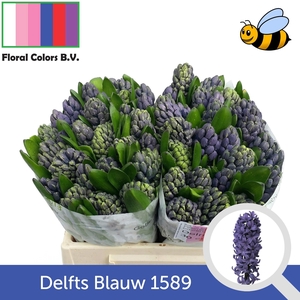 HYAC DELFT BLUE