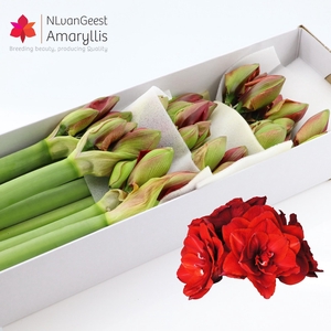 HIPP DG CHERRY NYMPH