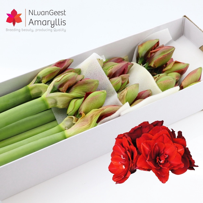 <h4>HIPP DG CHERRY NYMPH</h4>