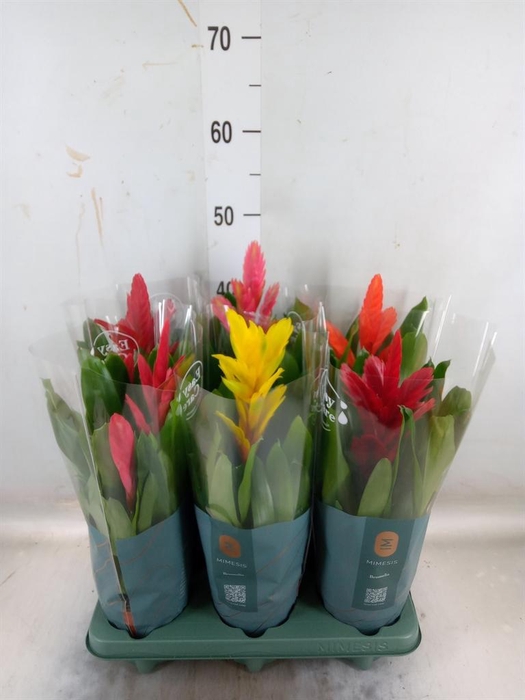 <h4>Vriesea   ...mix</h4>