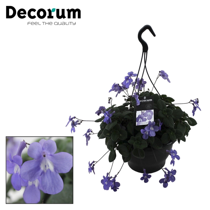<h4>Streptocarpus saxorum 19 cm Decorum</h4>