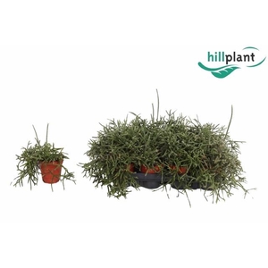 RHIPSALIS PILOCARPA