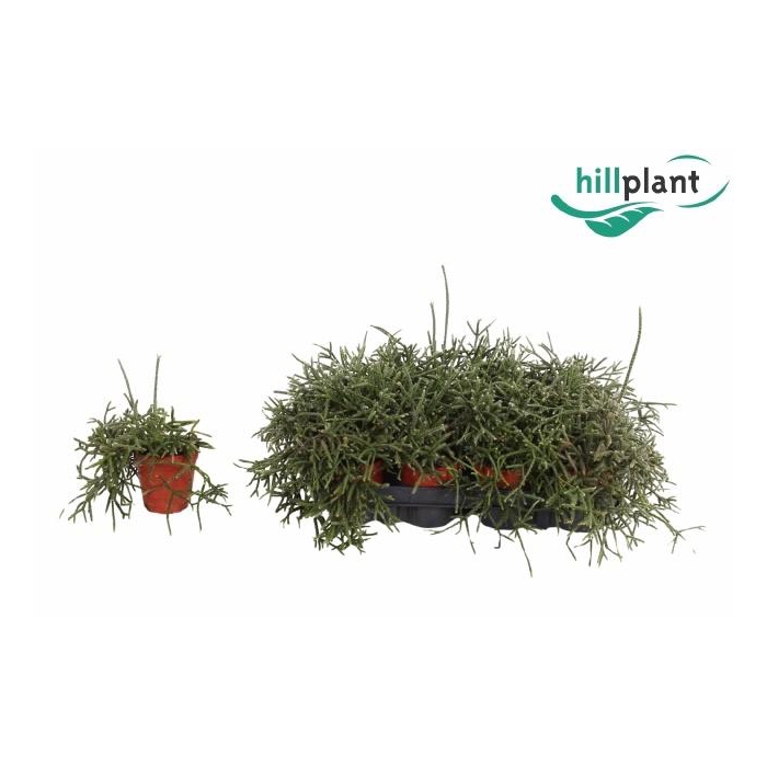 <h4>RHIPSALIS PILOCARPA</h4>