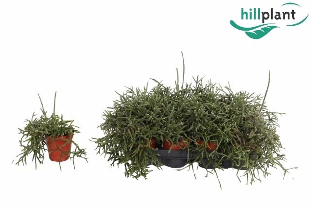 RHIPSALIS PILOCARPA