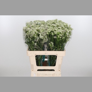 Astrantia Wit Billion Stars