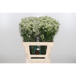 Astrantia Wit Billion Stars