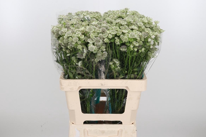 <h4>Astrantia Wit Billion Stars</h4>