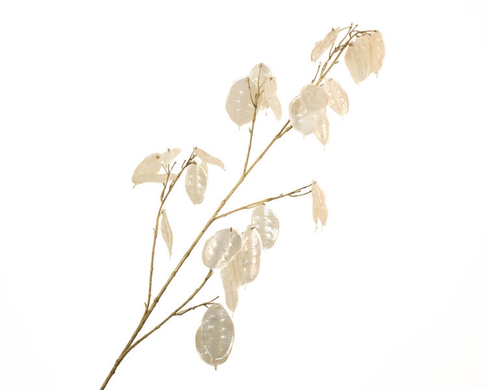 Lunaria Cream