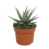 Haworthia F Big Band