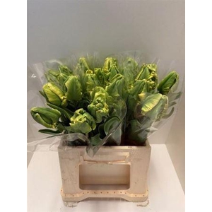 Tu Pa Madonna Yellow