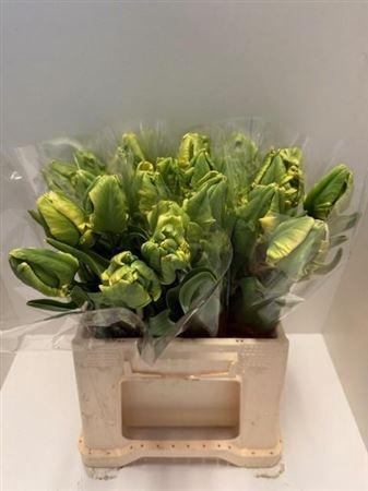 <h4>Tu Pa Madonna Yellow</h4>