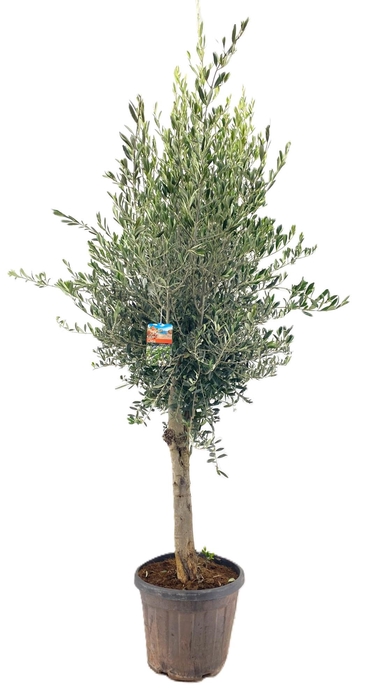 <h4>Olea europaea</h4>