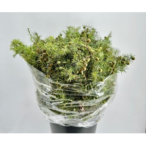 Leaf conifer juniperus green