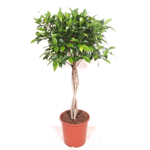 Ficus