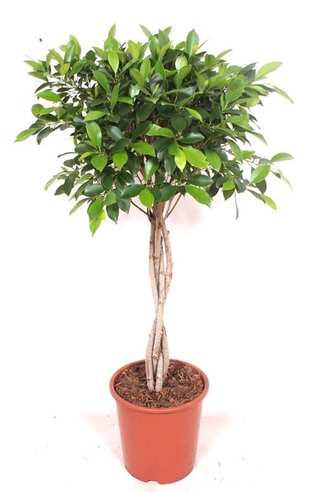<h4>Ficus</h4>