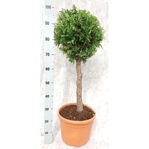 Thuja occid. 'Brabant'