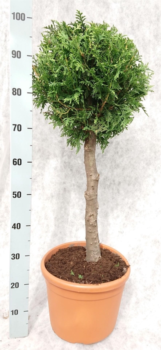 <h4>Thuja occid. 'Brabant'</h4>