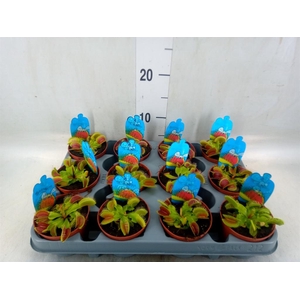 Dionaea muscipula