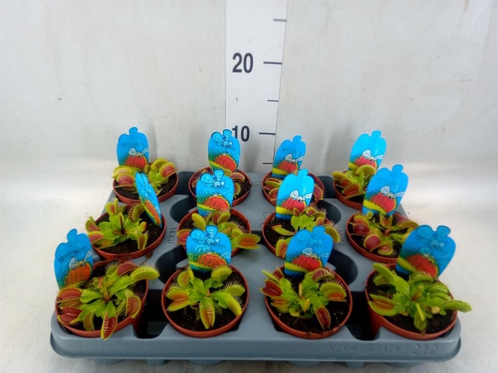 <h4>Dionaea muscipula</h4>