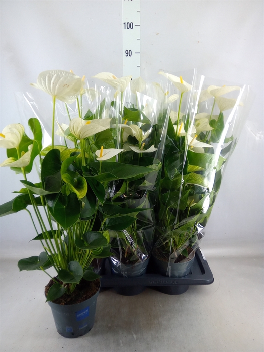 <h4>Anthurium  'Karma White'</h4>