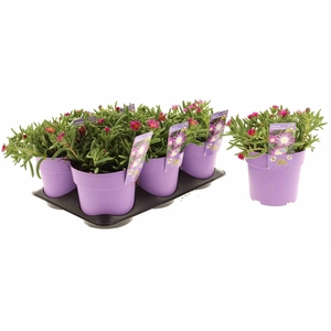 Delosperma Suntropics Purple