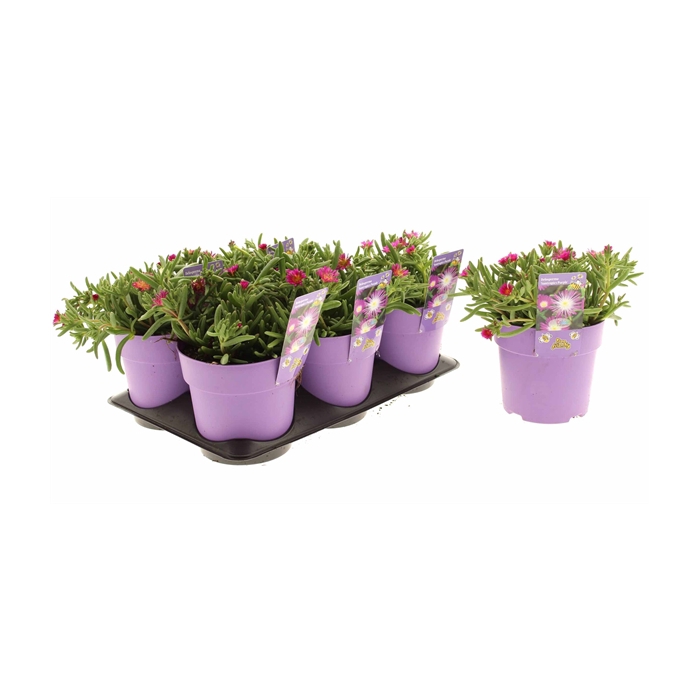<h4>Delosperma Suntropics Purple</h4>