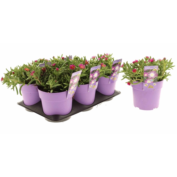 Delosperma Suntropics Purple