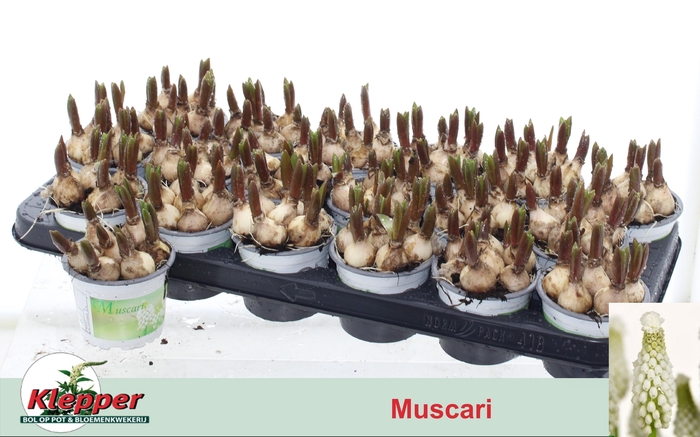 arr8 Muscar White Spear