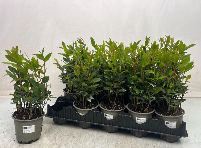 <h4>LAU NOBILIS</h4>