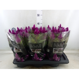 Celosia arg. SP 'Deep Purple'